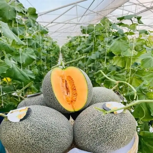 Các loại dưa lưới chín vàng trong nhà lồng nông trại